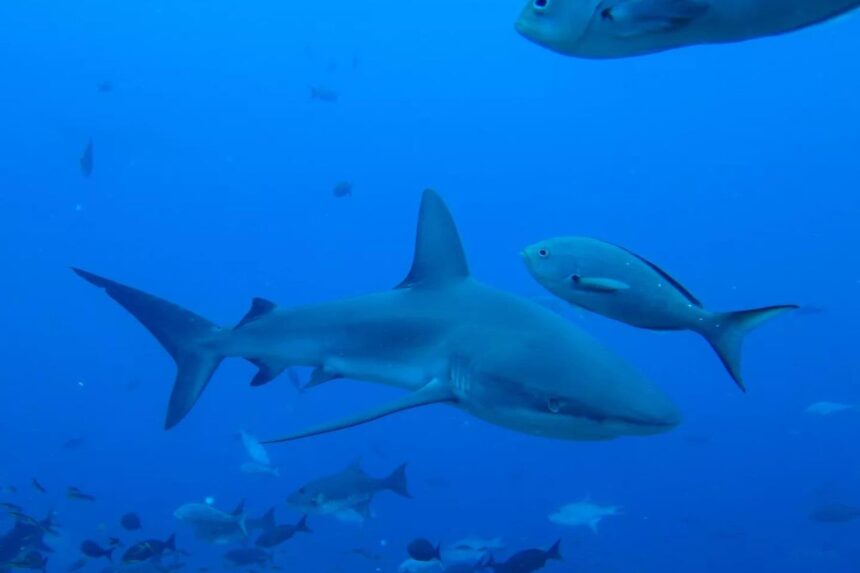 School of spotted eagle rays gliding over a Galapagos reef