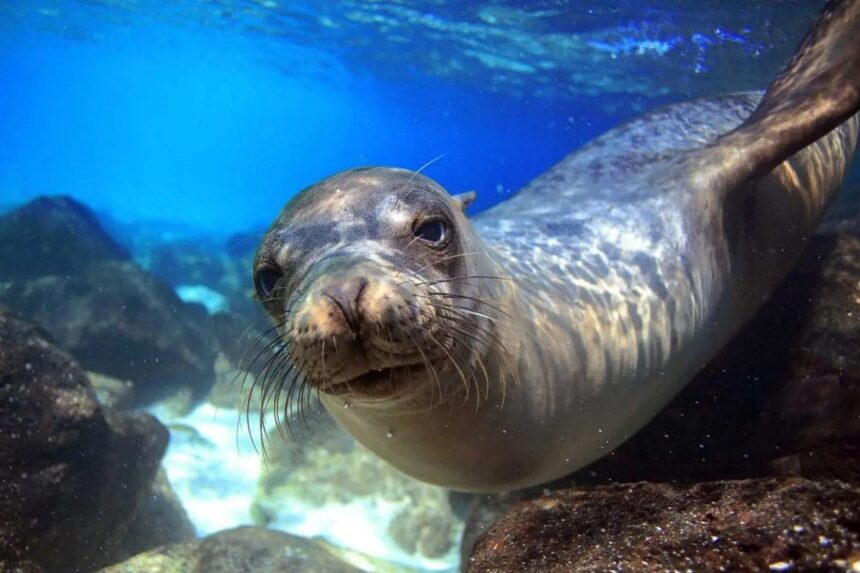 Curious sea lion swimming close to the camera underwater in the Galapagos