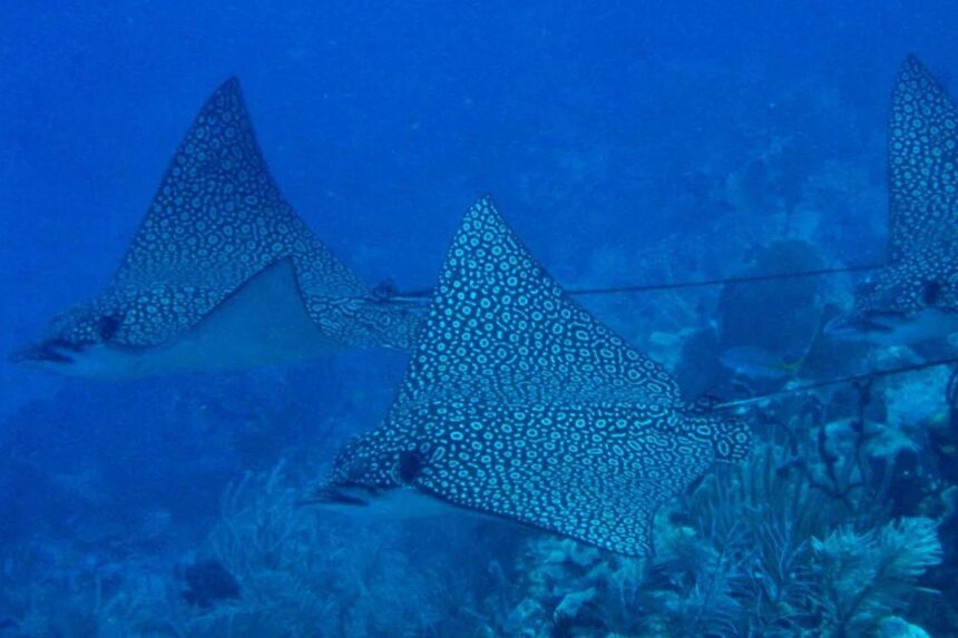 Manta ray gliding through open blue water