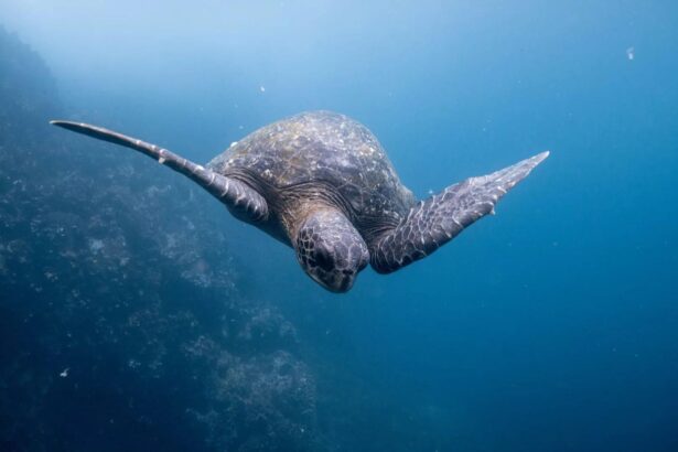 Green sea turtle swimming toward the camera over a rocky Galapagos reef