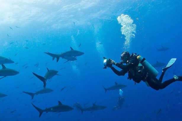 Diver photographing a school of sharks with an underwater camera rig