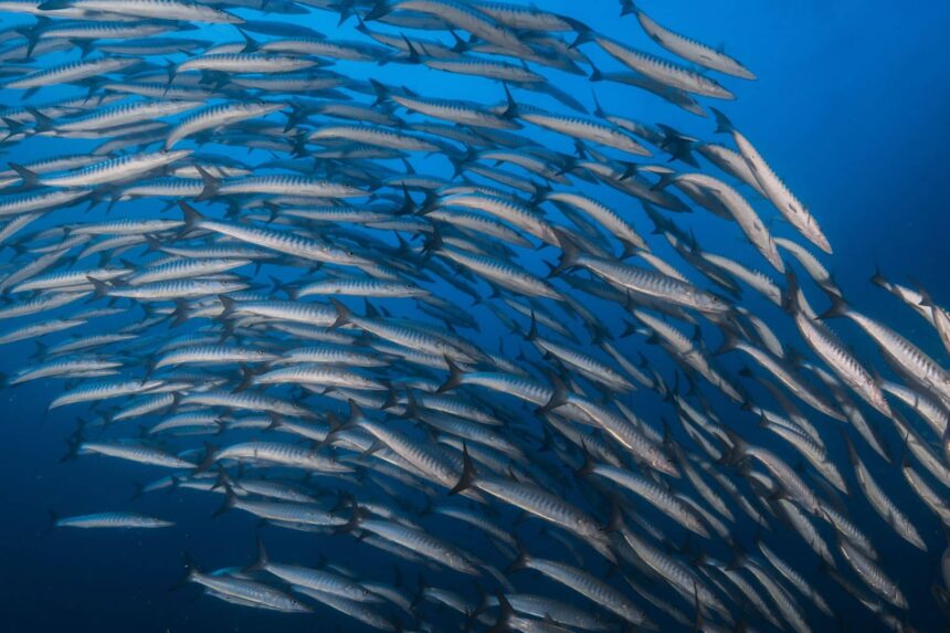 Dense school of barracuda swirling in blue water near The Smiling Seahorse's dive sites