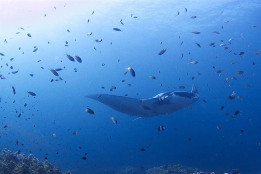 Manta ray gliding through a swirl of reef fish in the Andaman Sea