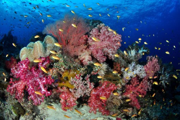 Large ball-shaped school of sweetlips fish clustered on a reef