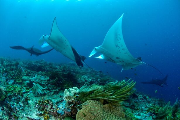 Scalloped hammerhead shark turning through open water above small reef fish