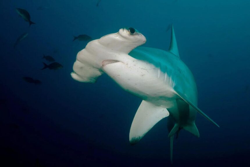 Whale shark swimming close to the surface with light rays overhead
