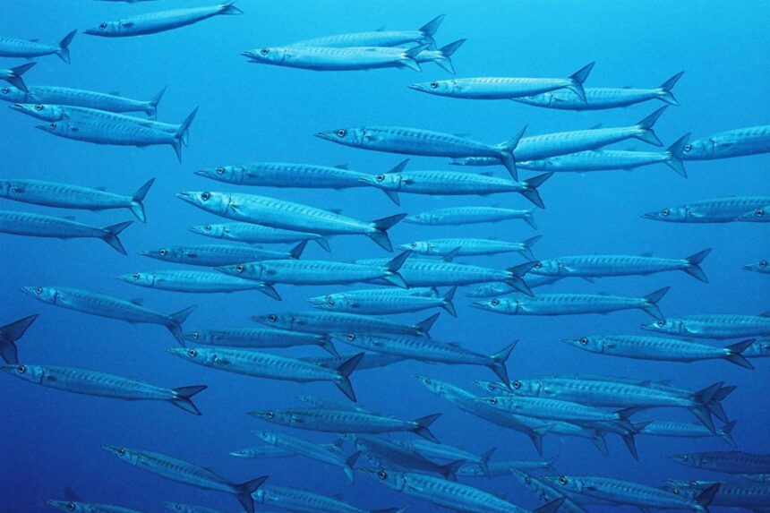 school of barracudas swimming in blue water off the Galapagos Sky