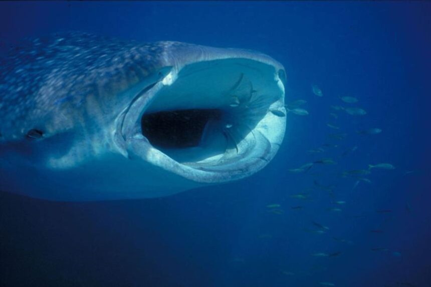 Close-up of a whale shark's open mouth feeding near small fish