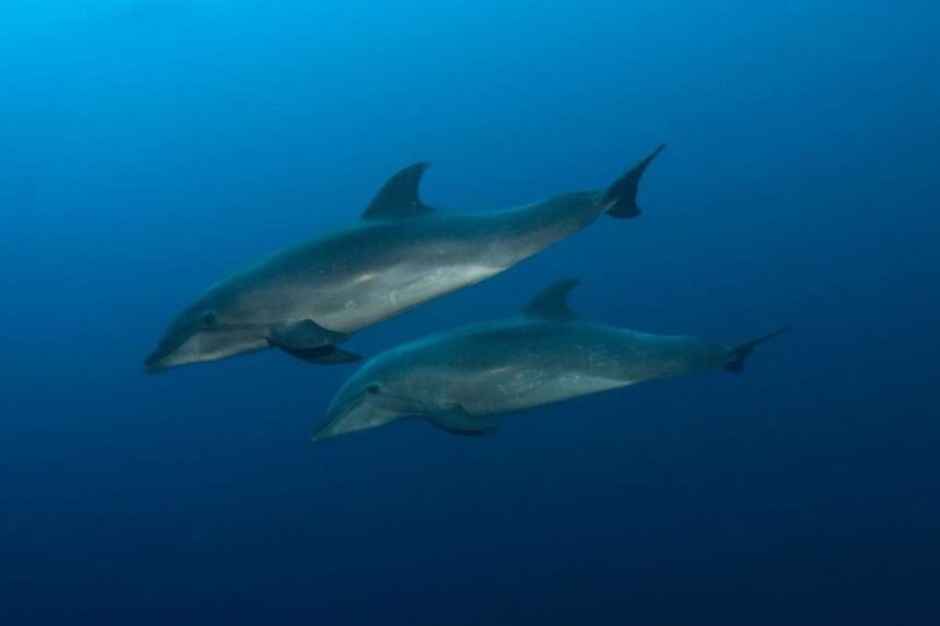 pair of dolphins swimming together underwater near the Galapagos Sky