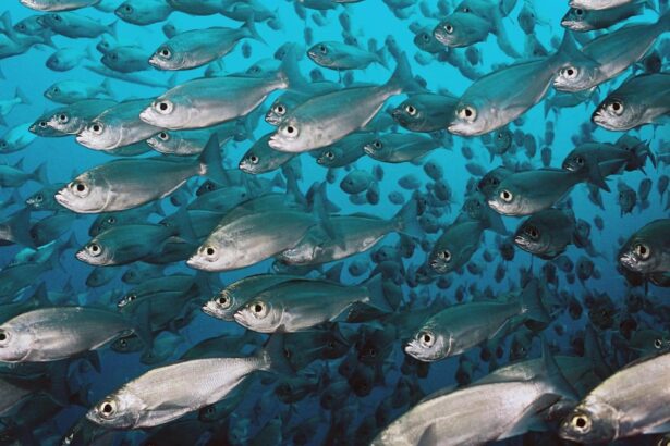 dense school of silver fish swimming close together underwater