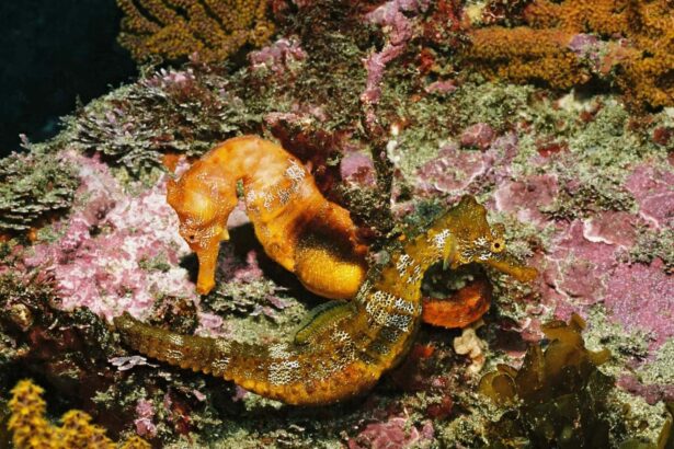 pair of seahorses clinging to coral reef on a Galapagos dive site