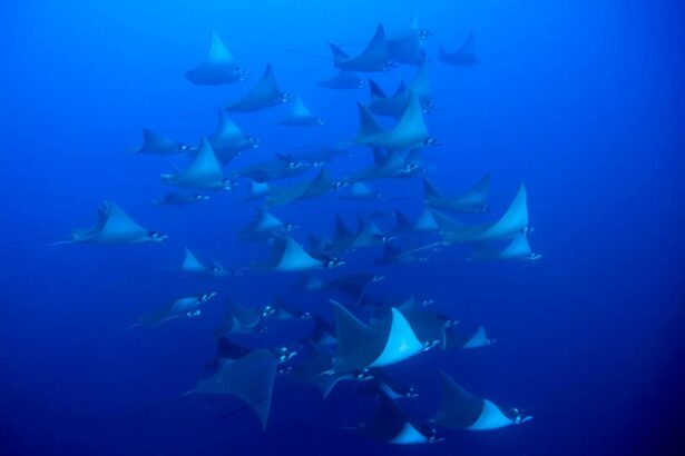 large school of eagle rays gliding through open water