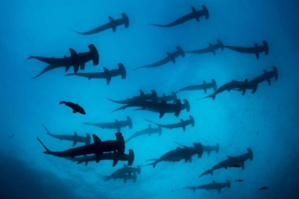 school of hammerhead sharks swimming in formation over the Galapagos seafloor