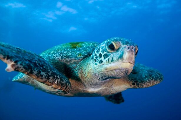 green sea turtle swimming close to the camera underwater