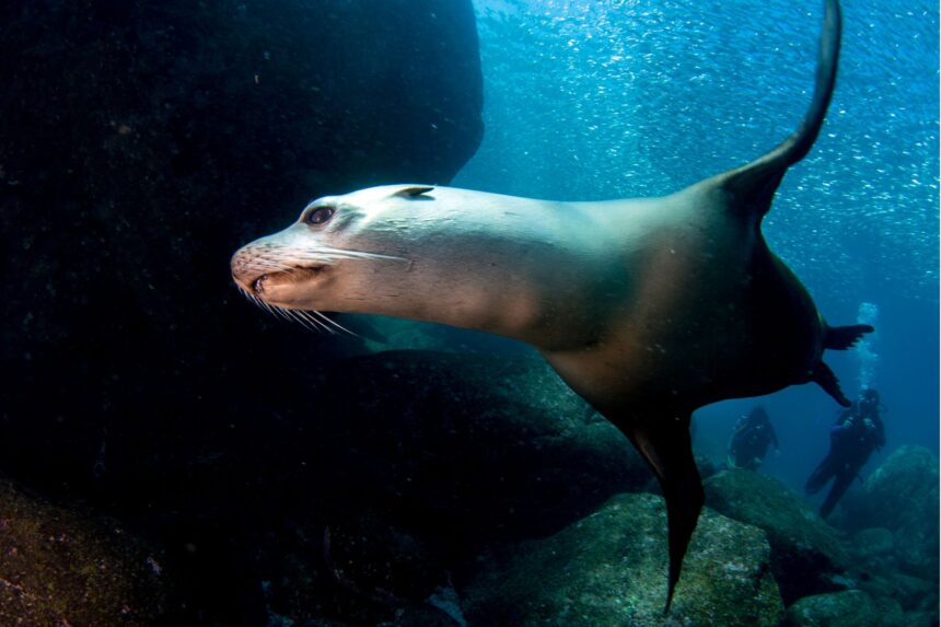 Galapagos sea lion swimming close to divers near rocks underwater