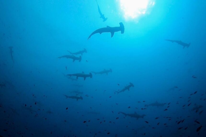 school of hammerhead sharks silhouetted against sunlight underwater