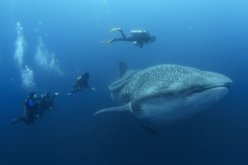 whale shark passing divers as they descend with bubble trails behind them