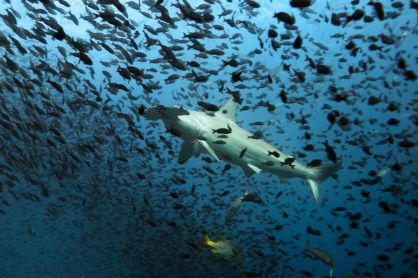 hammerhead shark swimming through a dense school of fish