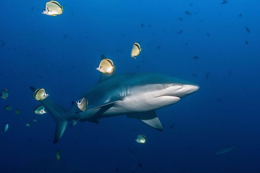 silky shark surrounded by butterflyfish in open water