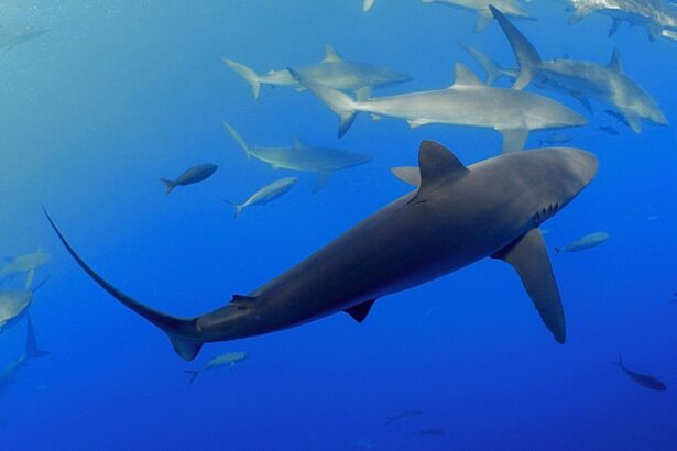 grey reef shark swimming above a school of fish
