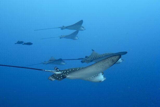 eagle rays trail their tails above a passing whale shark in blue water