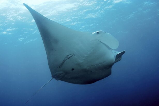 a manta ray glides through open blue water