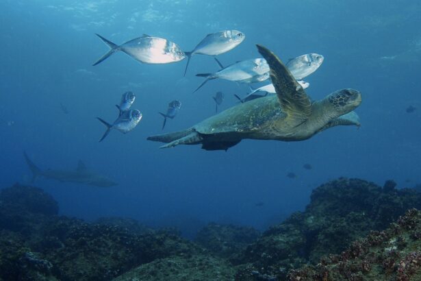 green sea turtle swimming past a school of jacks near the reef