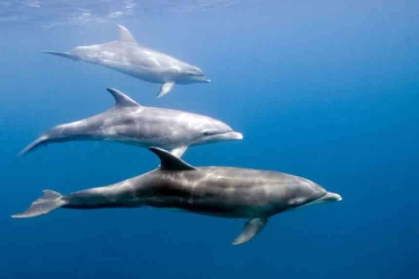 three bottlenose dolphins swim together near the surface
