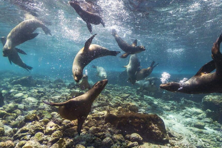 a colony of sea lions swims and plays through sunlit shallow water