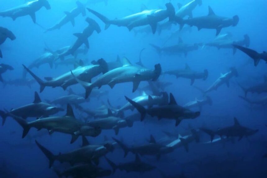 a large school of hammerhead sharks fills the blue water