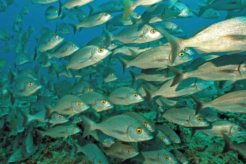 a dense school of reef fish swims over a rocky bottom
