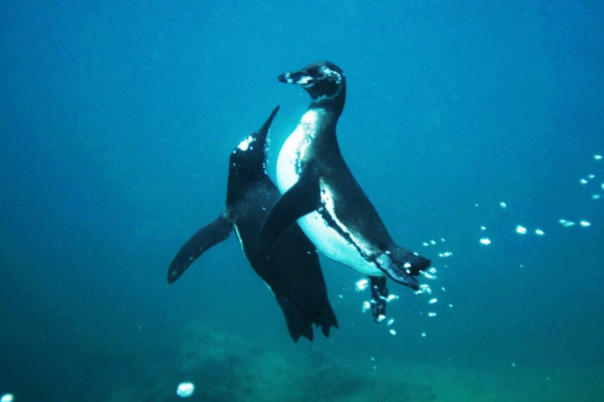 two Galapagos penguins swim together underwater