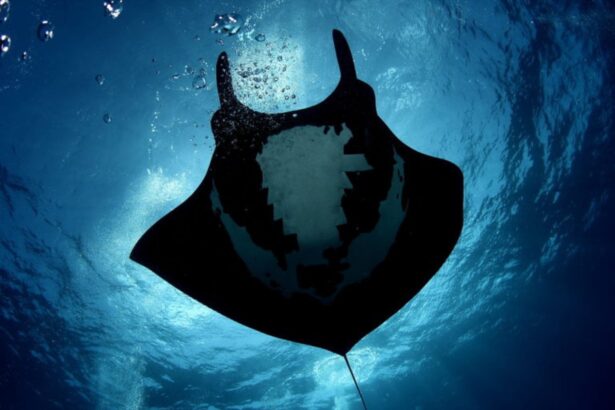 a manta ray silhouetted against the sunlit surface from below