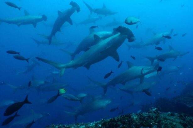 a school of hammerhead sharks swims among smaller reef fish