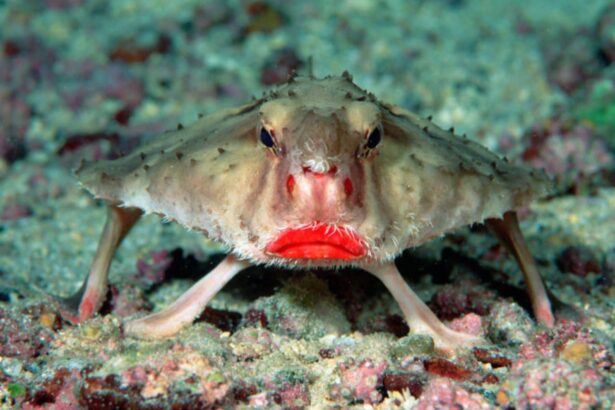 a red-lipped batfish stands on the seafloor on its fin-like legs