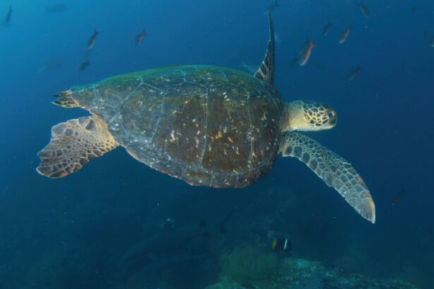 a green sea turtle swims over a reef with sharks blurred in the background
