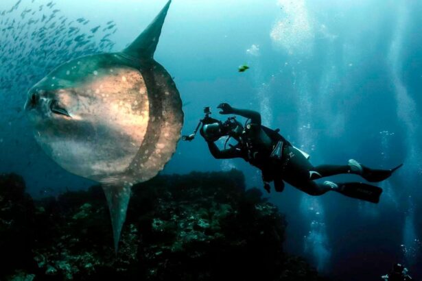 a scuba diver with a camera approaches a large ocean sunfish