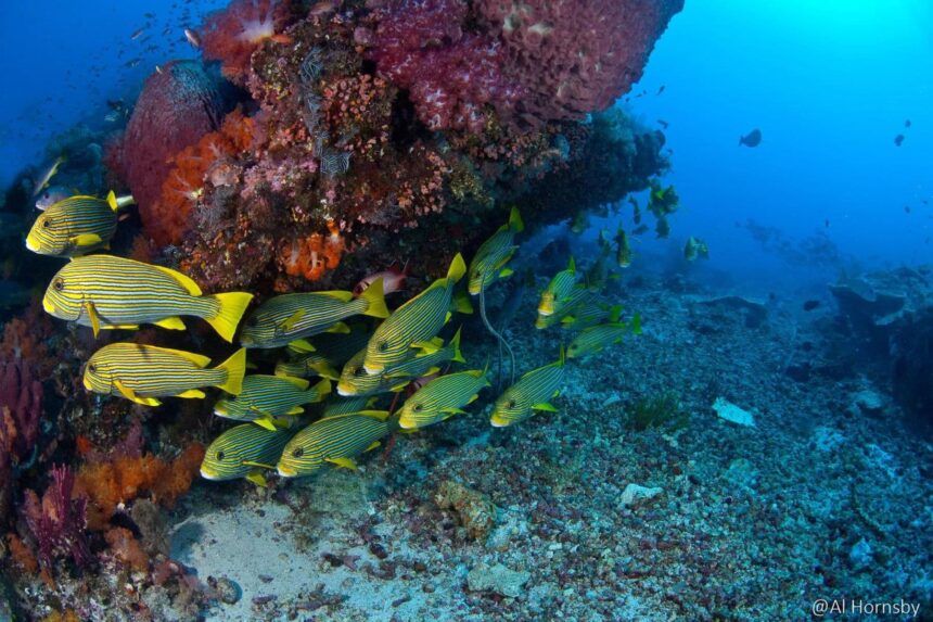 a school of striped sweetlips shelters under a coral overhang