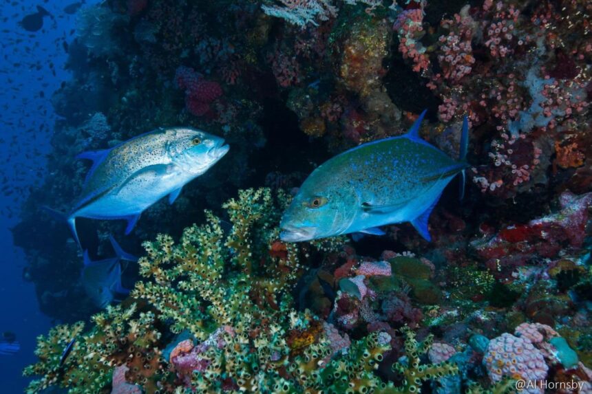 two trevally swim past a colorful coral reef wall