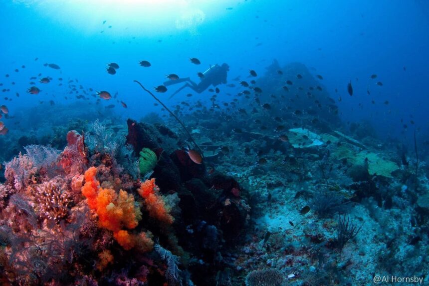 a diver swims over a reef lined with soft corals and reef fish