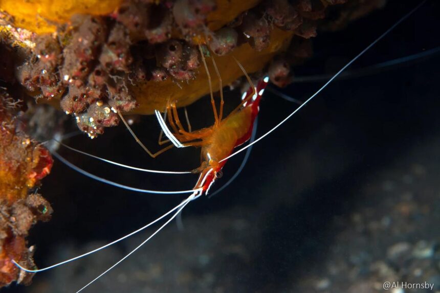 a cleaner shrimp perches on coral with its long white antennae extended