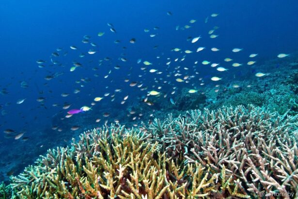 School of reef fish swimming over coral on a dive site near the Epica's route