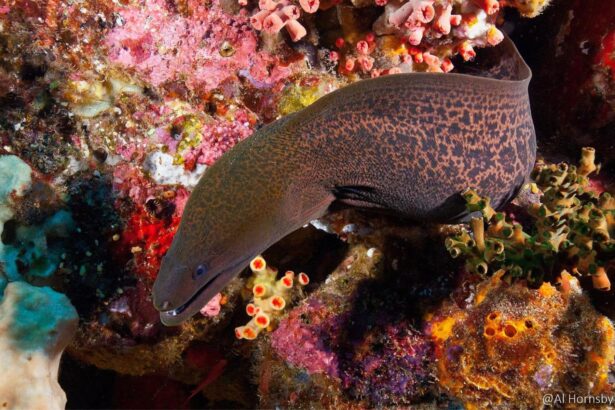 Giant moray eel peering out from a colorful coral crevice