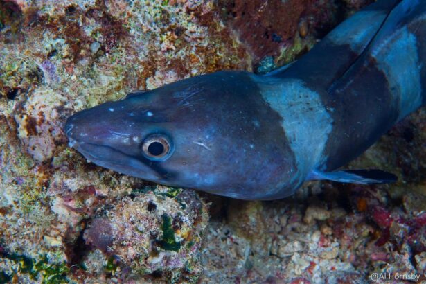 Close-up of a cobia or remora-like fish resting against reef rock