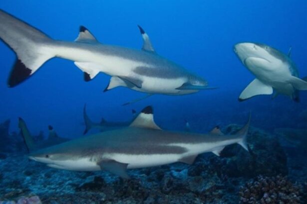 Blacktip reef sharks cruising close together over a Raja Ampat reef