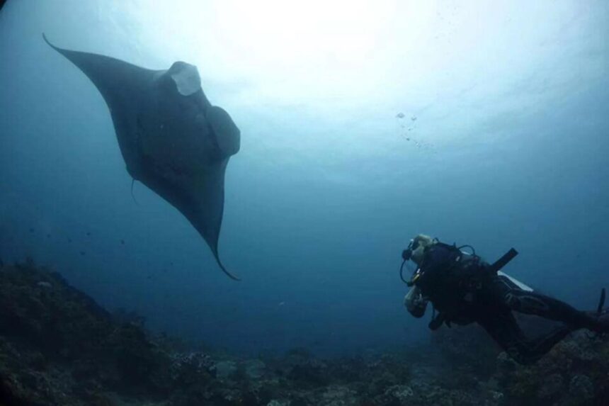 Diver watching a large manta ray glide overhead in blue water
