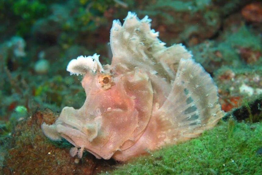 Leaf scorpionfish resting on green coral on a Jaya dive site