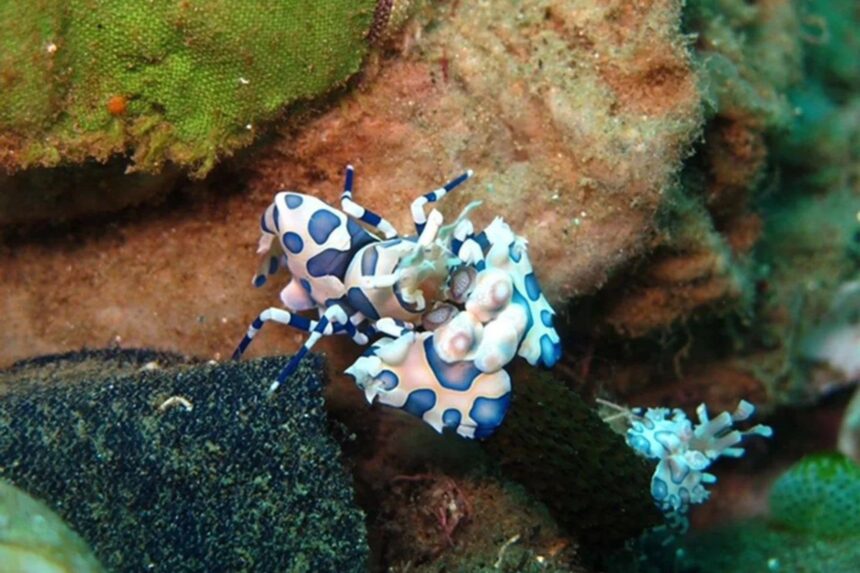 Harlequin shrimp perched on coral rubble underwater