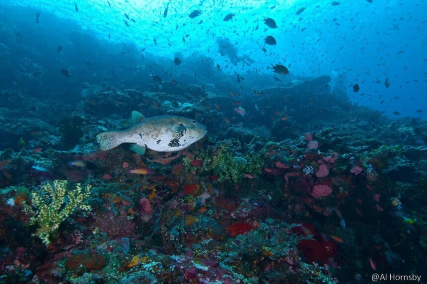 Large pufferfish swimming over a reef with divers in the background haze