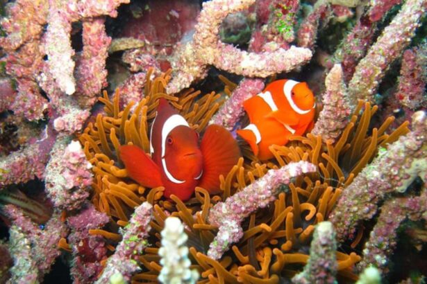 Two clownfish nestled in an orange anemone surrounded by coral branches